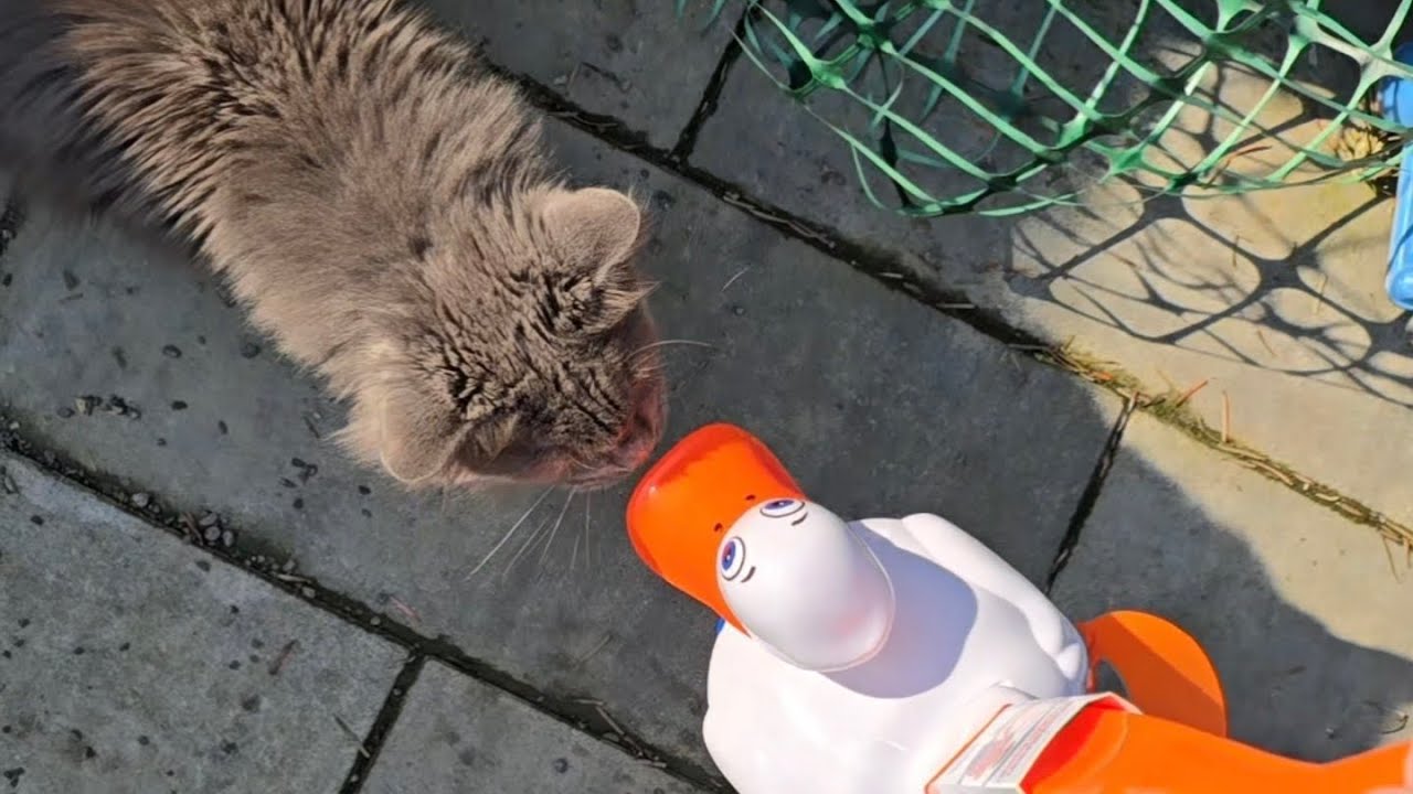 Das neue Laufschnitzel ist den Katzen nicht geheuer 