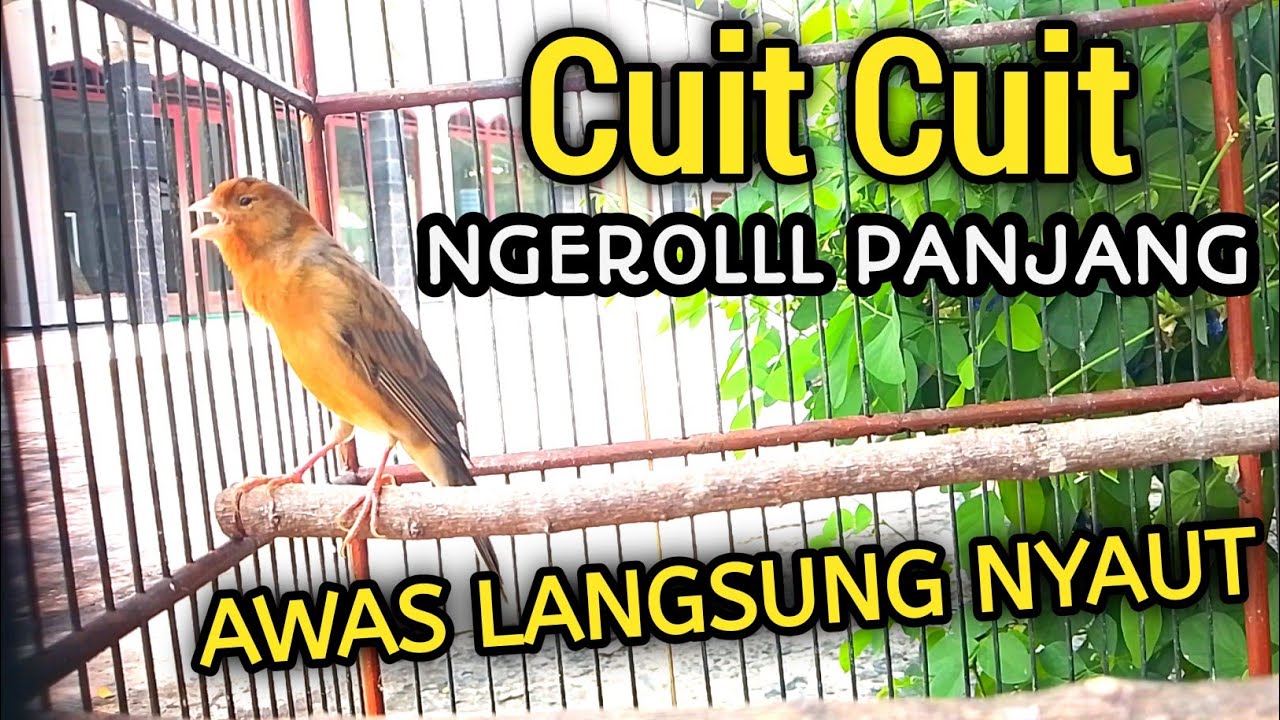 PANCINGAN KENARI NGEROL PANJANG COCOK UNTUK KENARI YANG MACET BUNYI