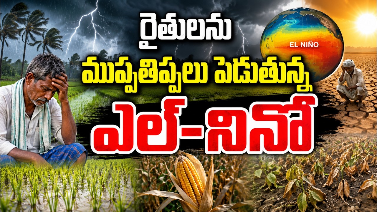 ఎల్&zwnj;-నినో ఎఫెక్ట్.. రైతుల కష్టాలు | El Nino Effect on Agriculture | Farmers Struggling with El Nino