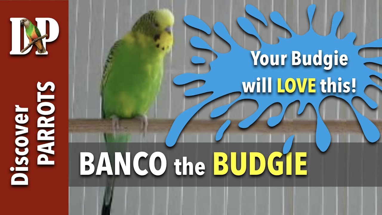 Banco the budgie calling, chirping, screaming - Happy Budgies