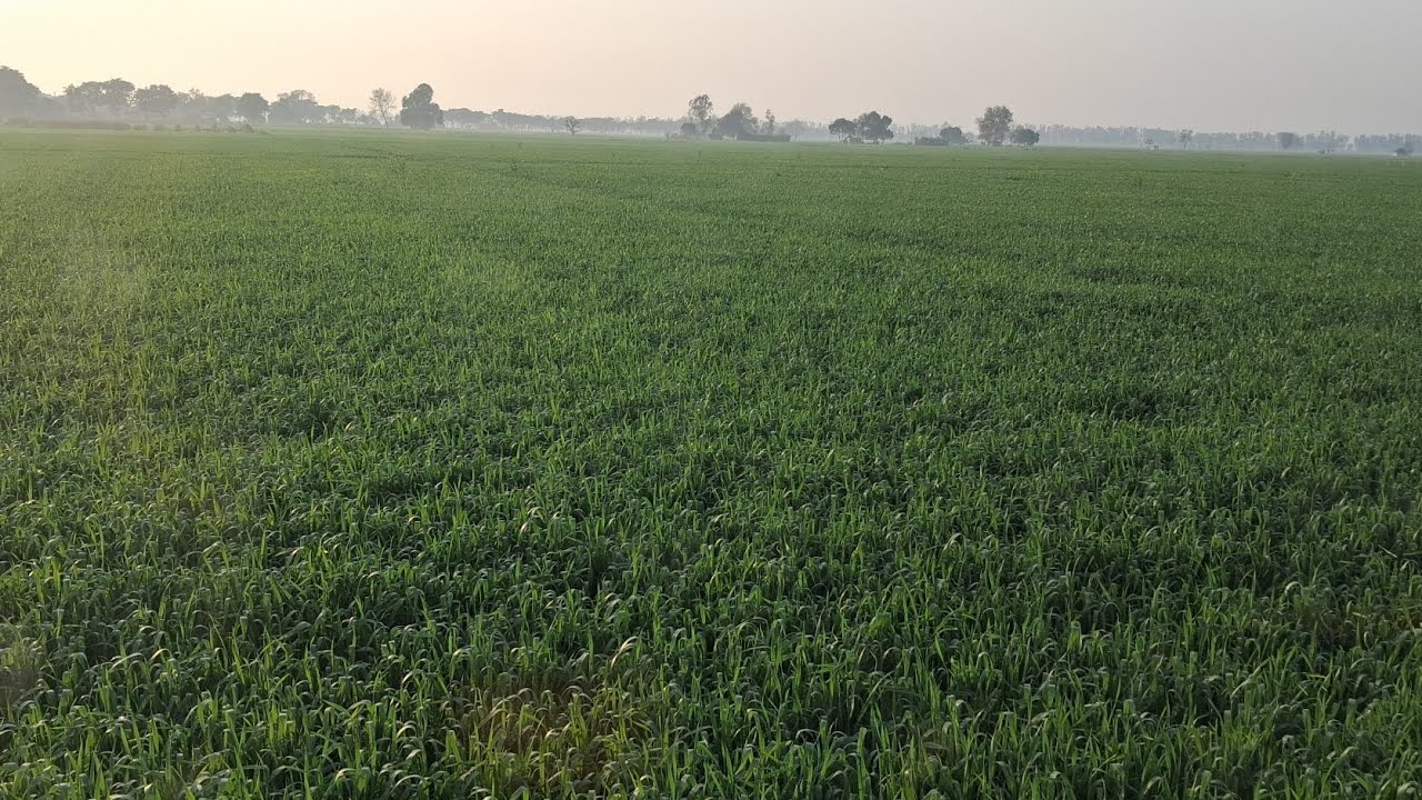 हरियाणा खेती ही खेती