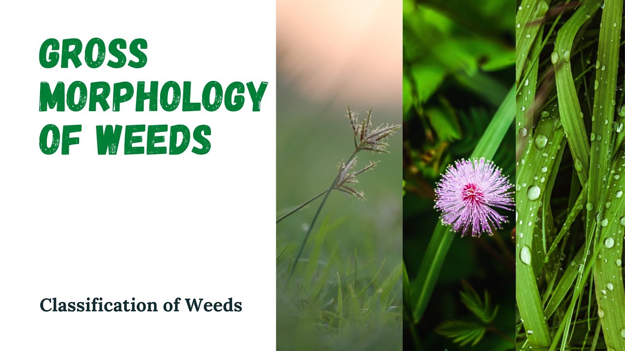 WEEDS GROSS MORPHOLOGY | Grasses | Sedges | Broadleaves | AgriEdify