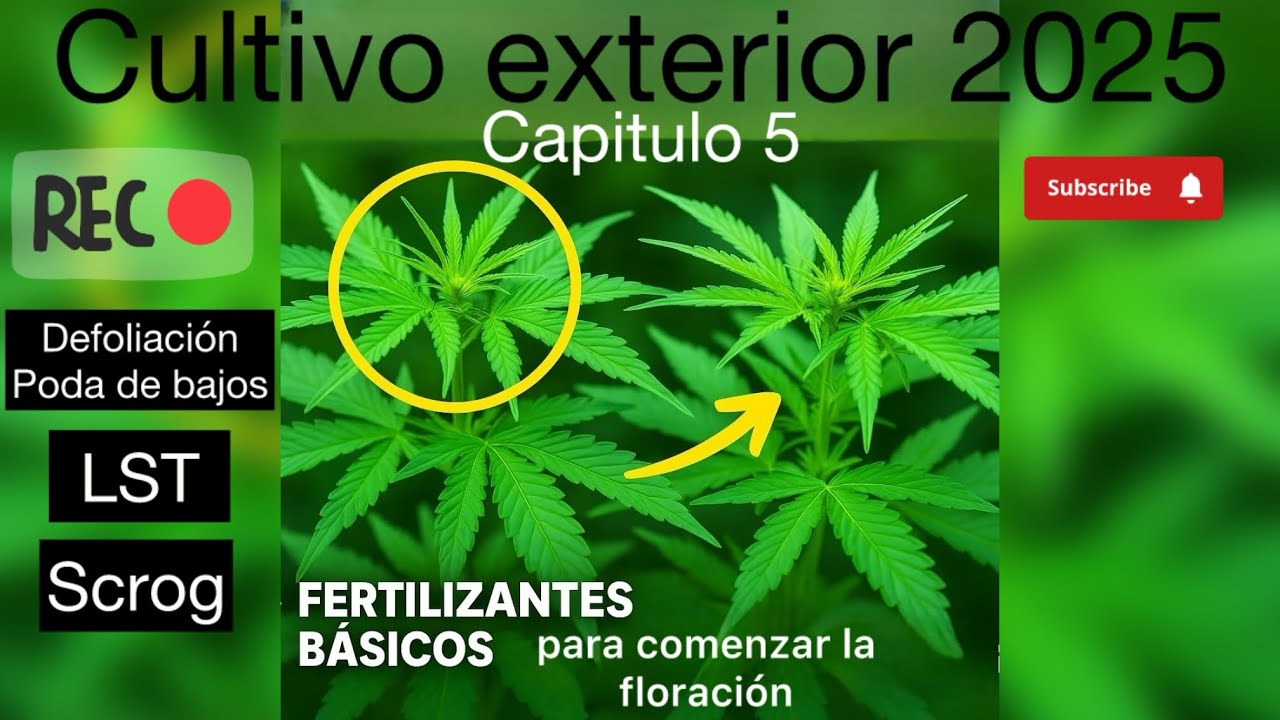 Defoliaci&oacute;n poda de bajos primeros riegos para la Floraci&oacute;n LST SCROG | Cap5 cultivo exterior2025