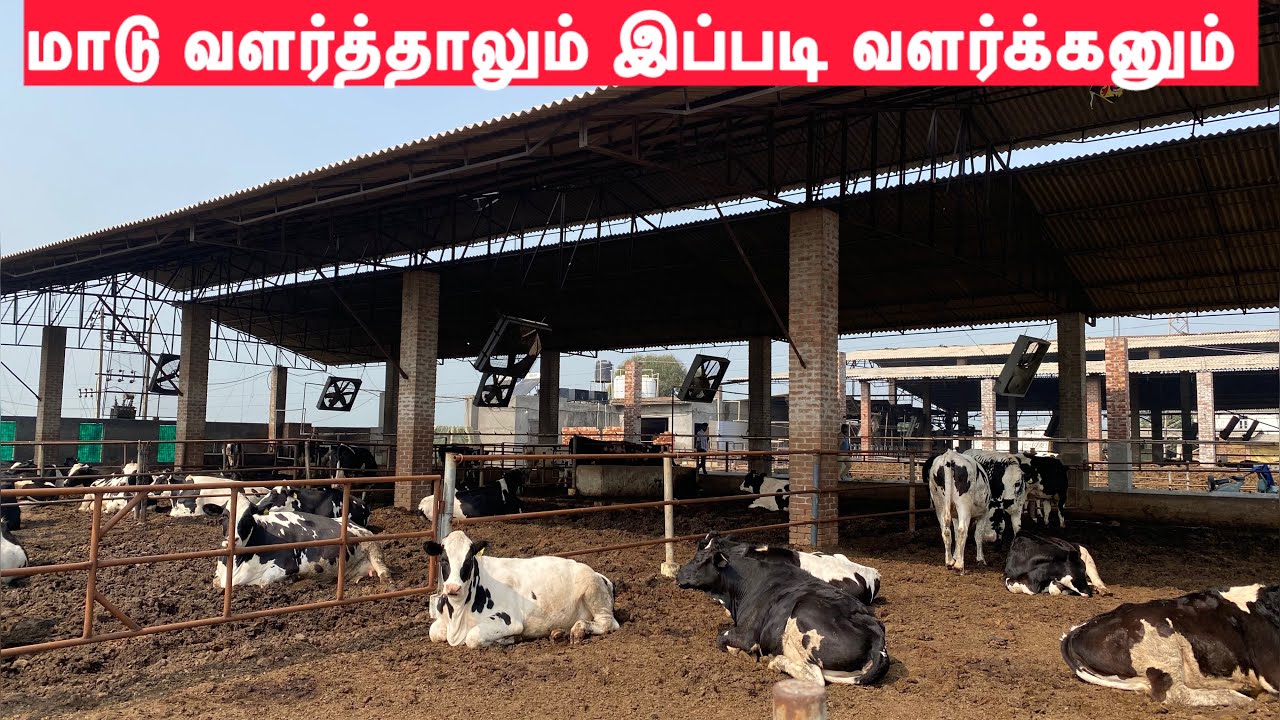 Pura Advanced Dairy Breeding Farm @PuraAdvancedDairyBreeding 