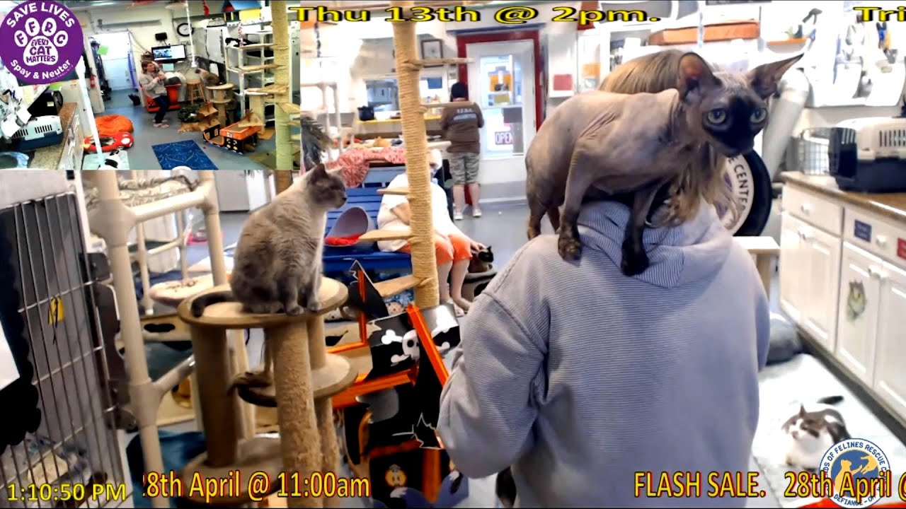 FFRC: Virtual Class Tour