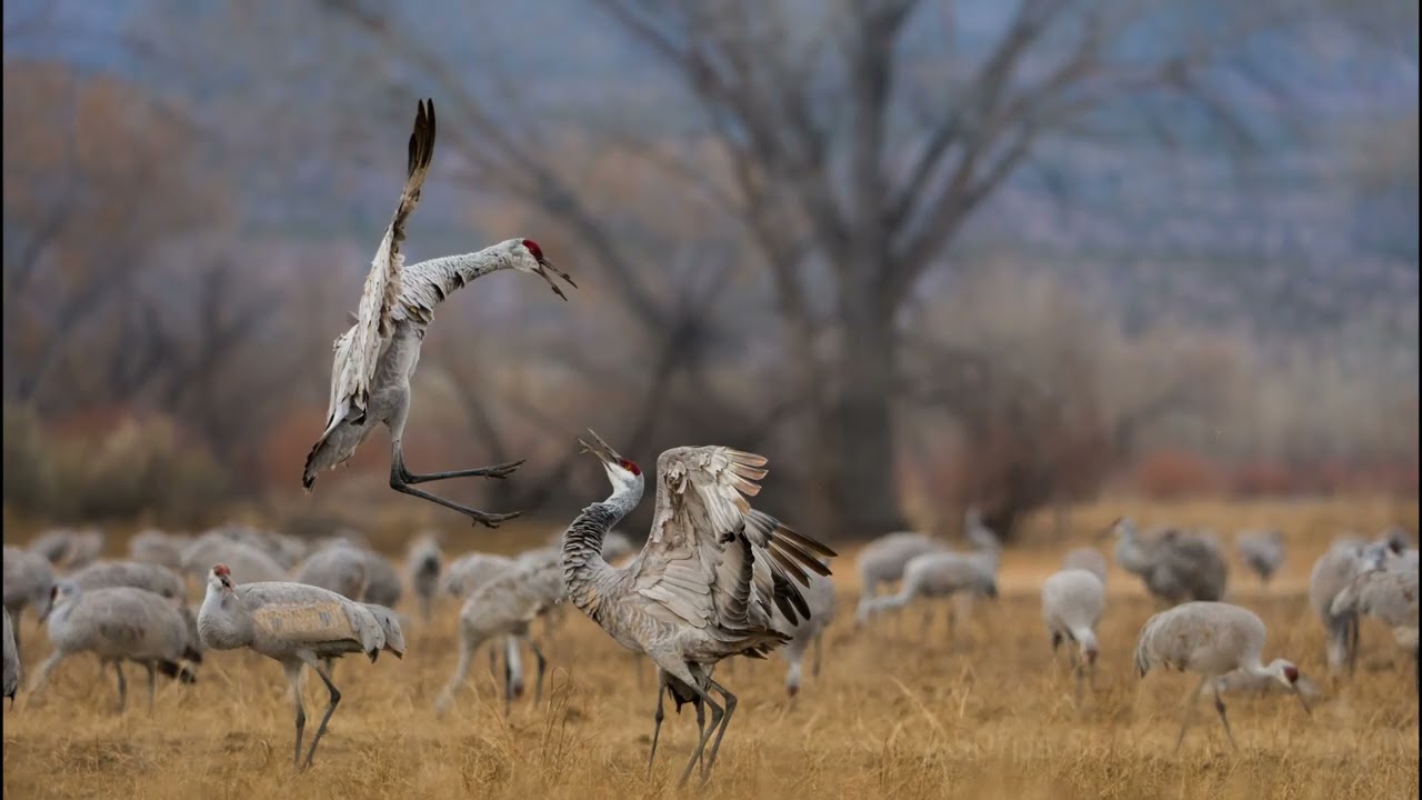 Bosque Del Apache National Wildlife Refuge |  First hands on Sony A7V paired with 400-800 G |