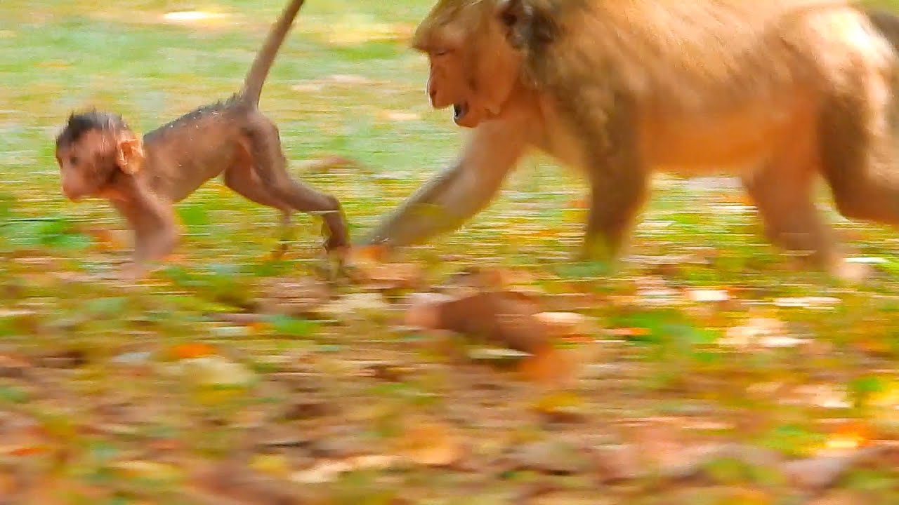 Baby Ken hate mom Karita so much, so it running out from mom, it abandon mom, mom is very worry much