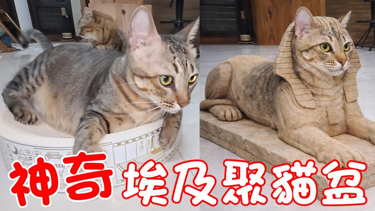 神奇埃及聚貓盆～喵法老貓窩