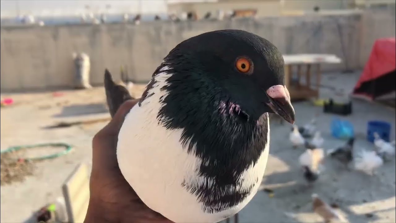 مسكت انثى كنق