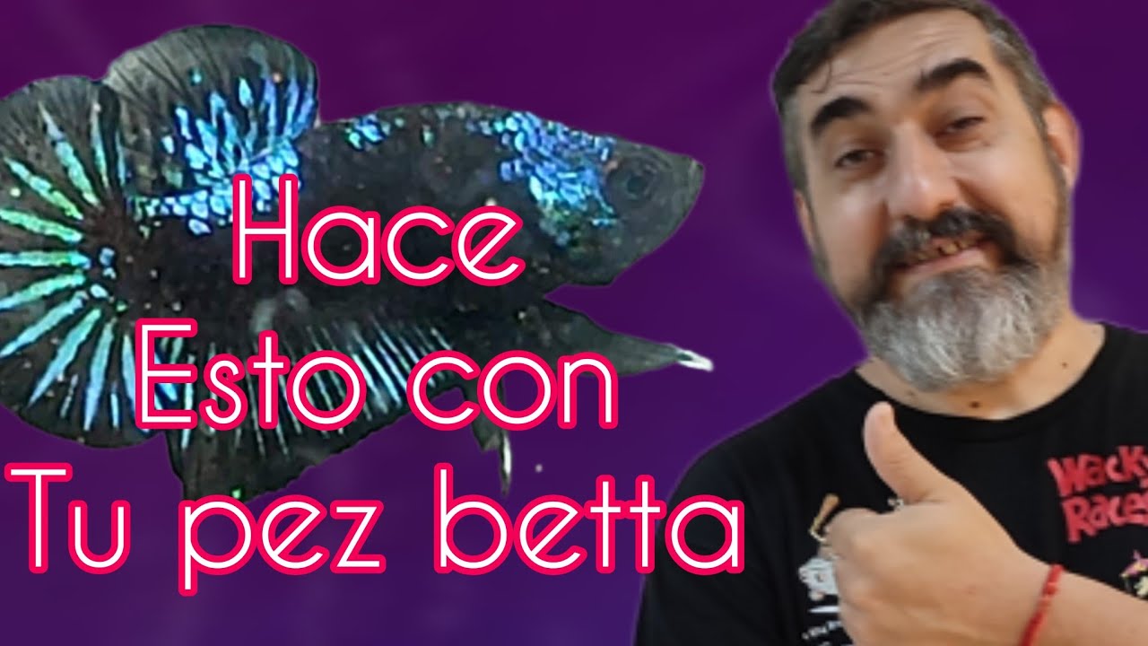 12 cosas que AFECTAN BIEN al PEZ BETTA según Bettaclubargentina