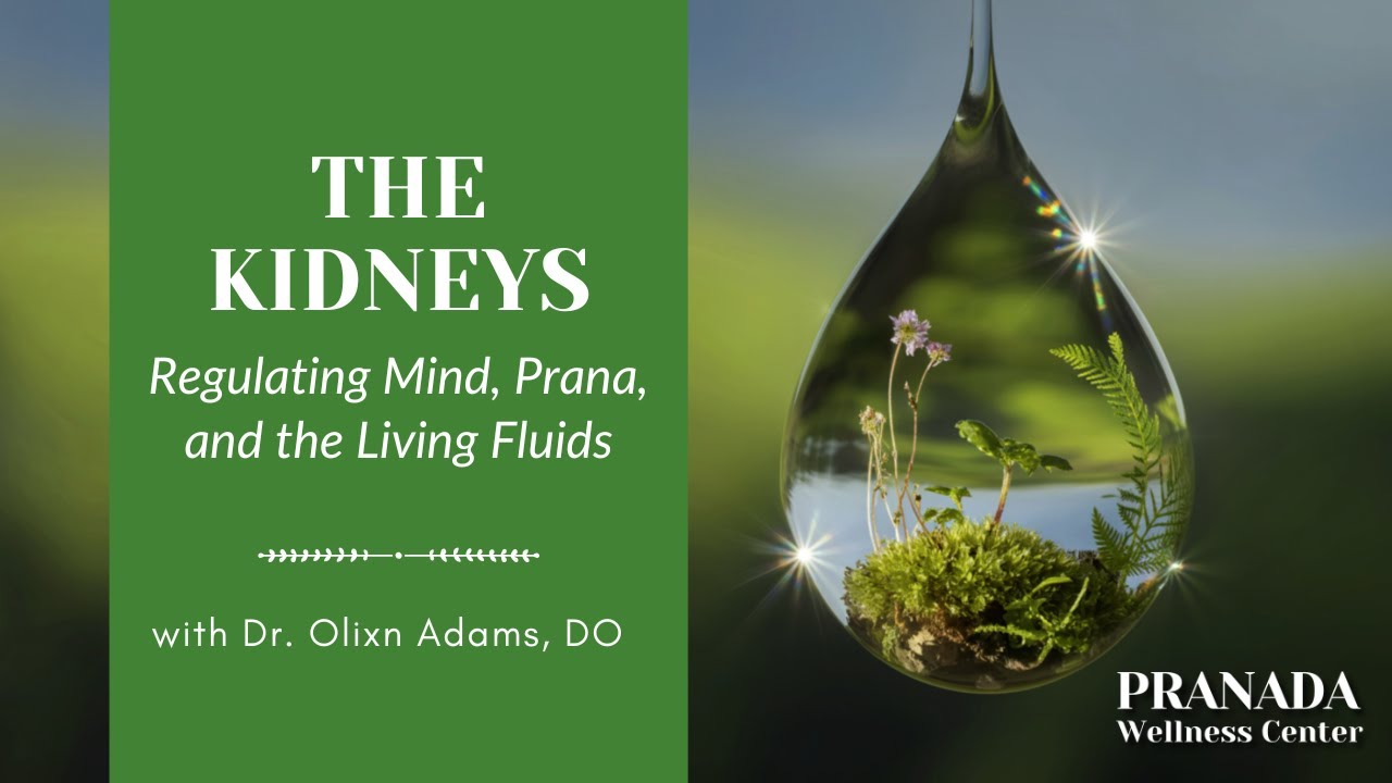The Kidneys: Regulating Mind, Prana, and the Living Fluids - Dr. Olixn Adams - Pranada Wellness