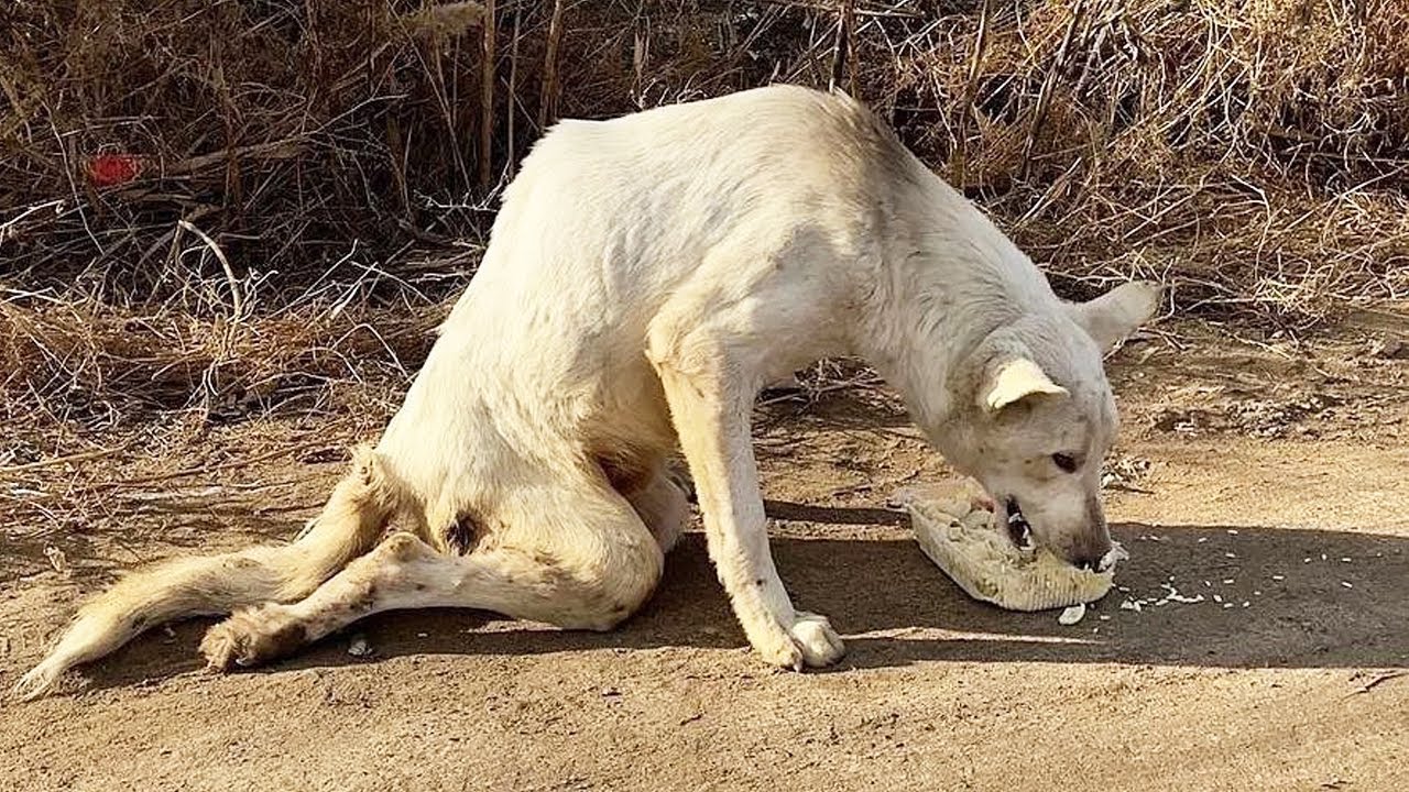 She Was Left Helpless After a Terrible Accident But is Fighting to Walk Again