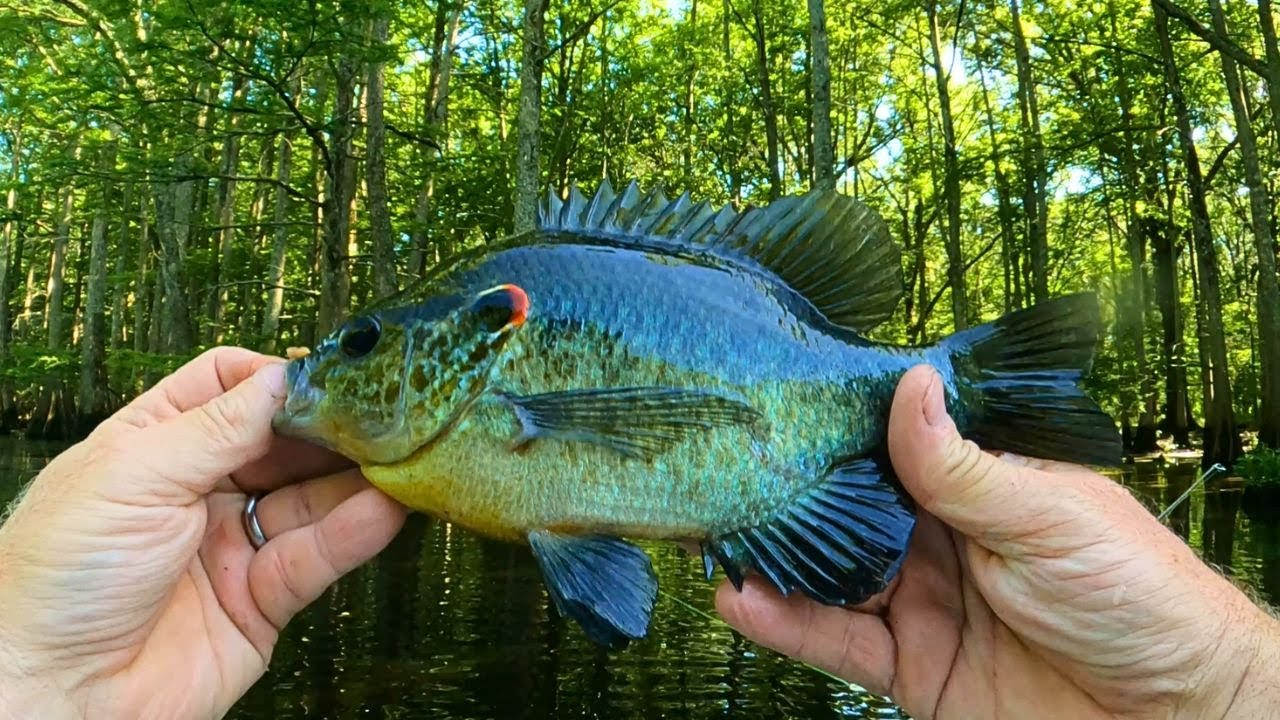 Hot Summer Bream Fishing with a rod and reel  -  Tips and Tricks