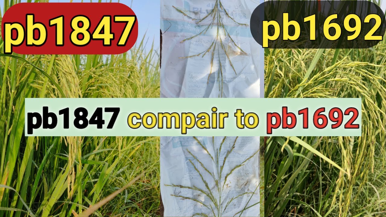New PUSA Basmati Rice 1847 compair to pb1692||pb1847 Vs pb1692||03034169227