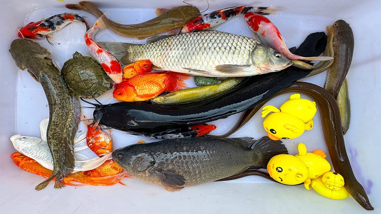 Kem Chanel lái công nông bắt cá ống nước chảy có cá chép, cá trê, cá rô, cá koi, cá ranchu, rùa, vịt