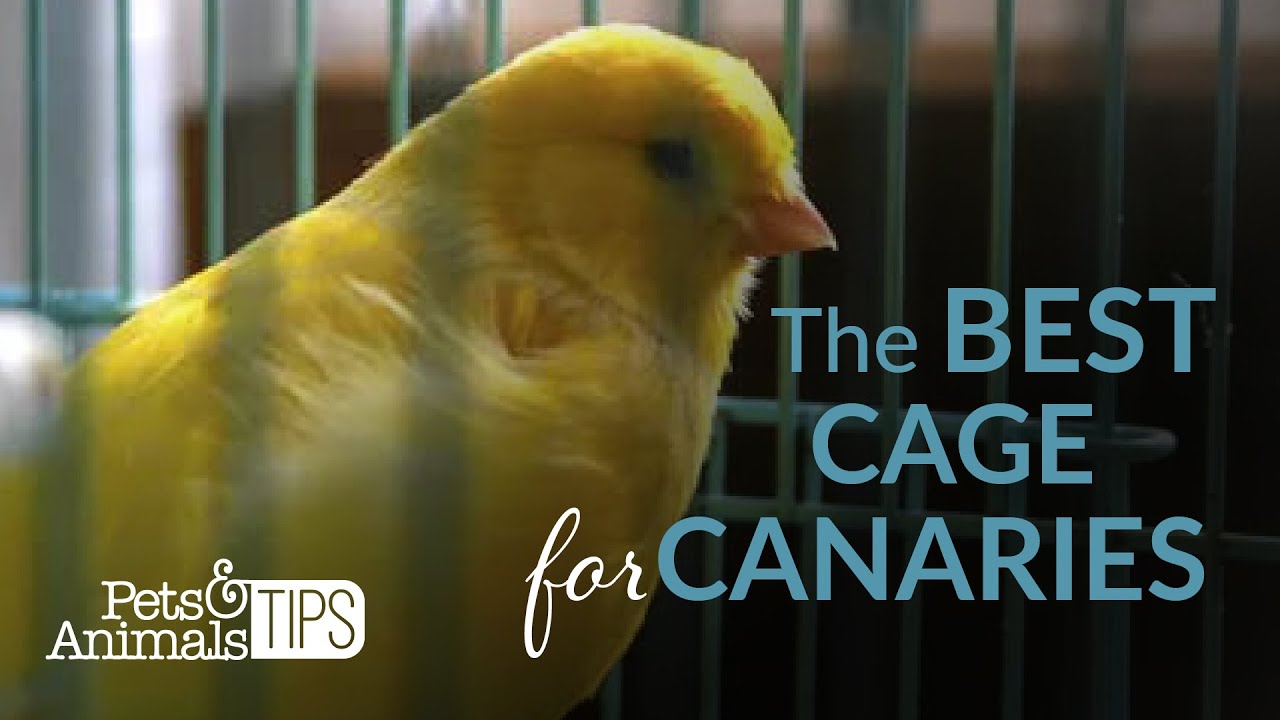What Is the Best Cage for a Canary | Pets & Animals Tips