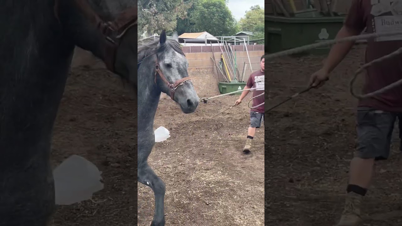 Potro warlander chulada #caballos #andalusianhorse #horse