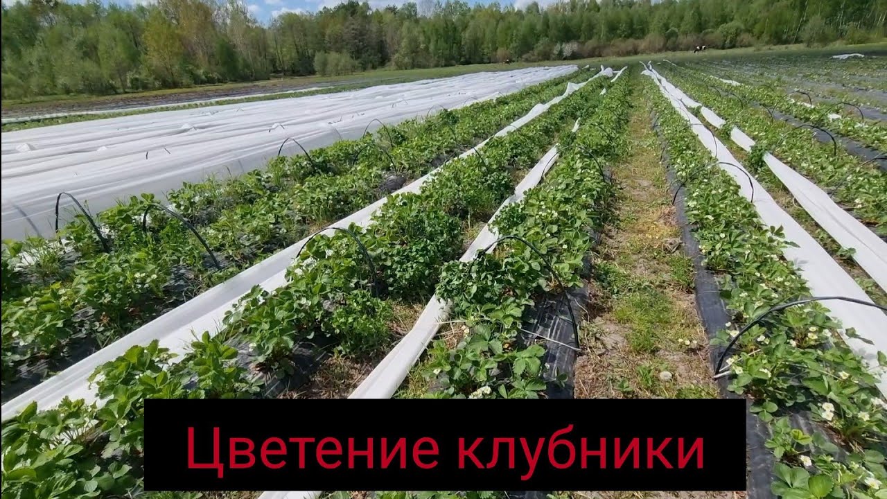 Массовое цветение клубники | Альба | Азия | Роксана | Мальвина