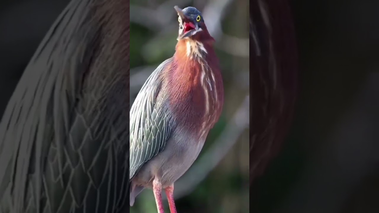 bird sounds#beautiful#cute#