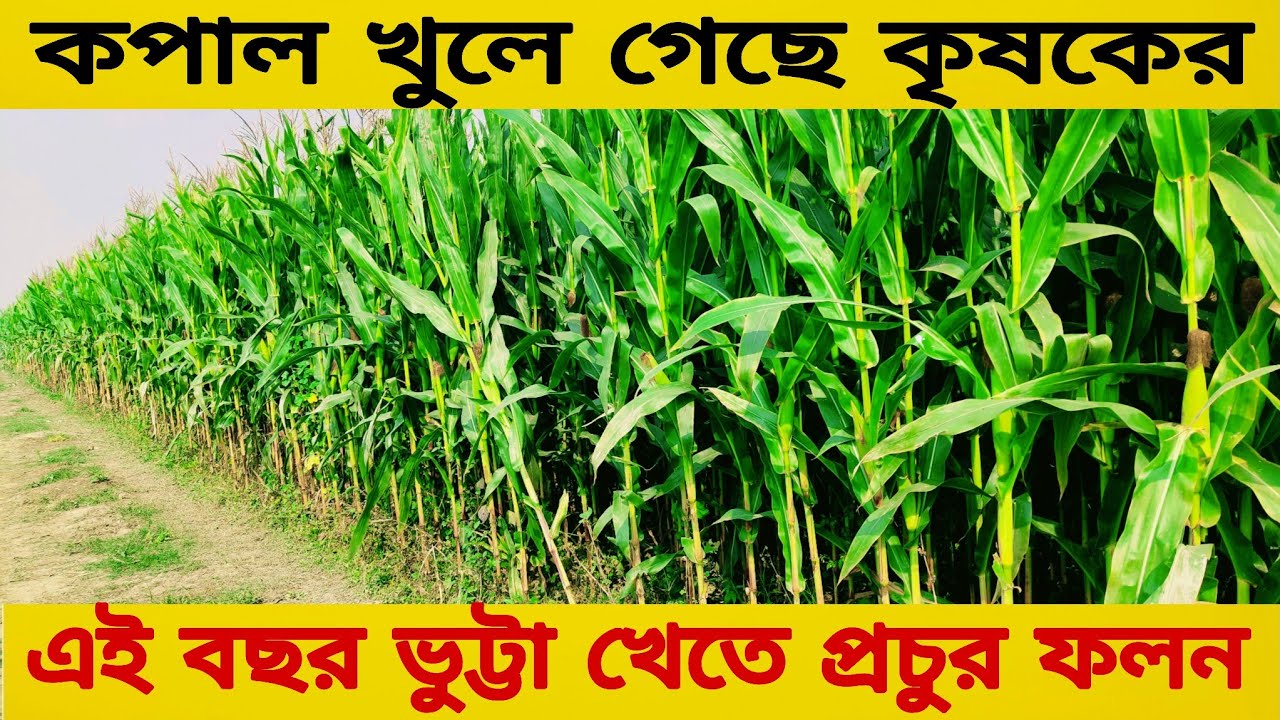 ভুট্টা🌽 ক্ষেতে কত টাকা💸 লাভ হব এই বছর।। ভুট্টা ক্ষেতের ভিডিও।। ভুট্টা 🌽খেতে প্রচুর লাভ।। Agriculture
