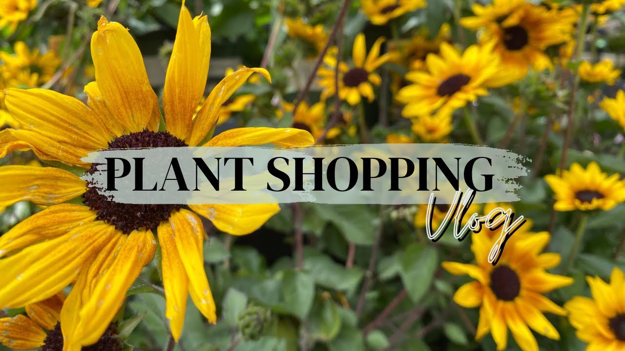VLOG plant + pots shopping | Simply Sherissa