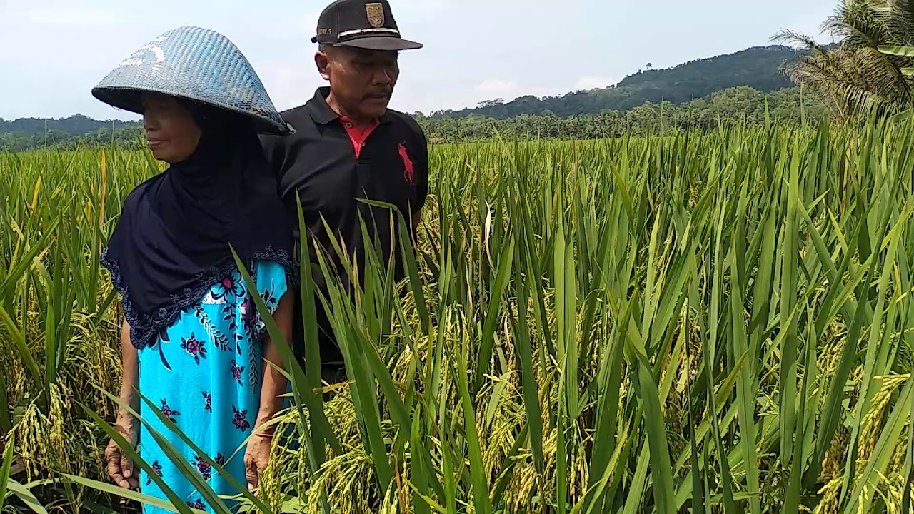 Ngaos KPDL Simalai panjang memecahkan rekor di Daerah Cisuru Malai Padi Terisi ful tua sampai punduk