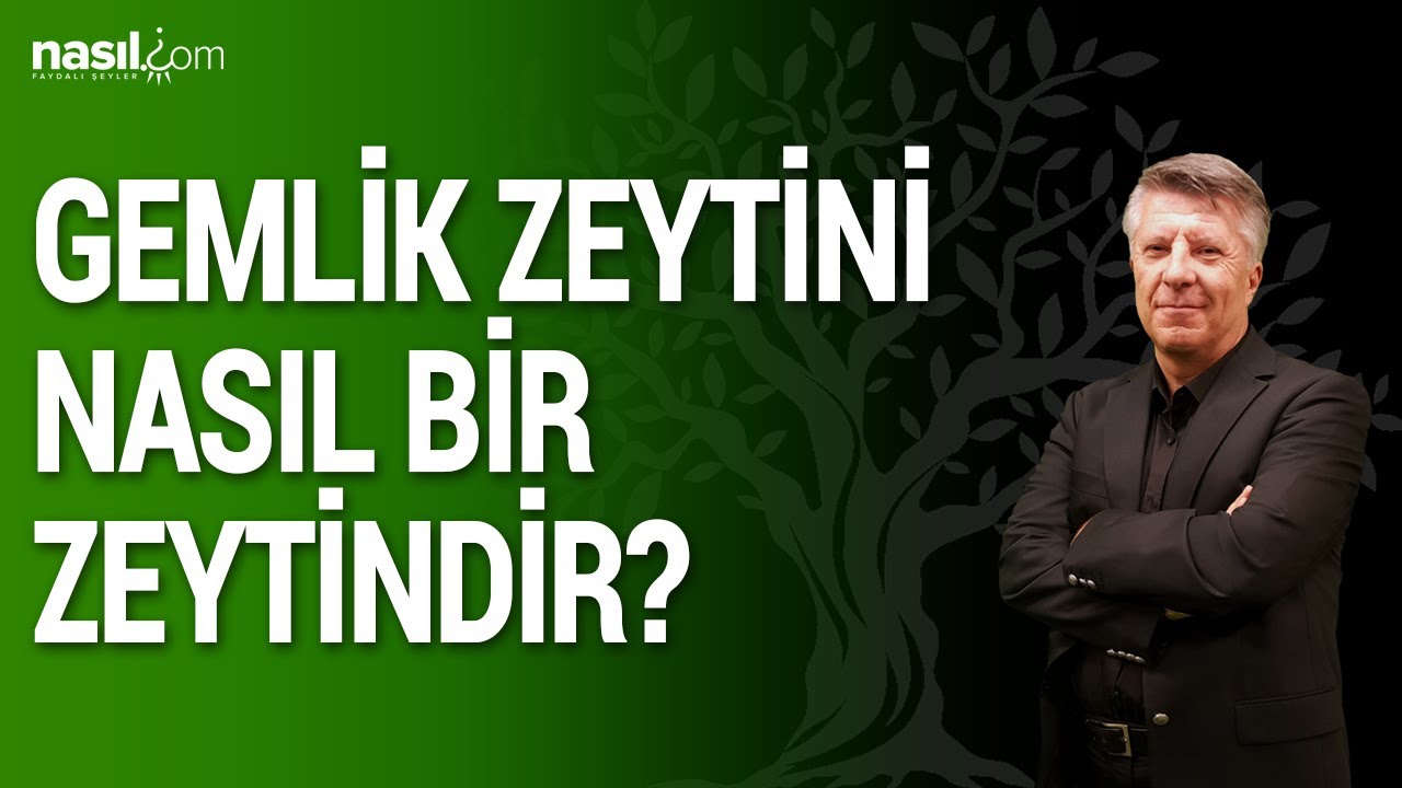 Gemlik Zeytini Nasıl Bir Zeytindir?
