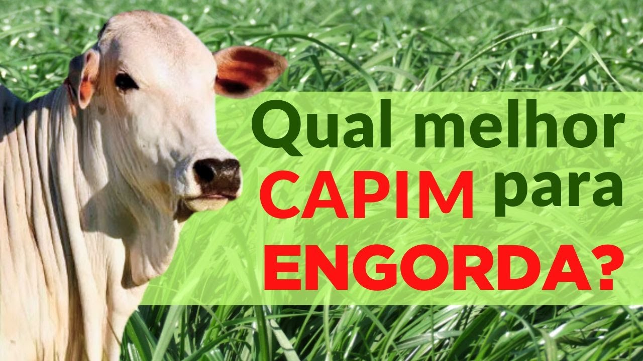 QUAL o melhor CAPIM para engorda de BOVINOS? #pecu&aacute;ria