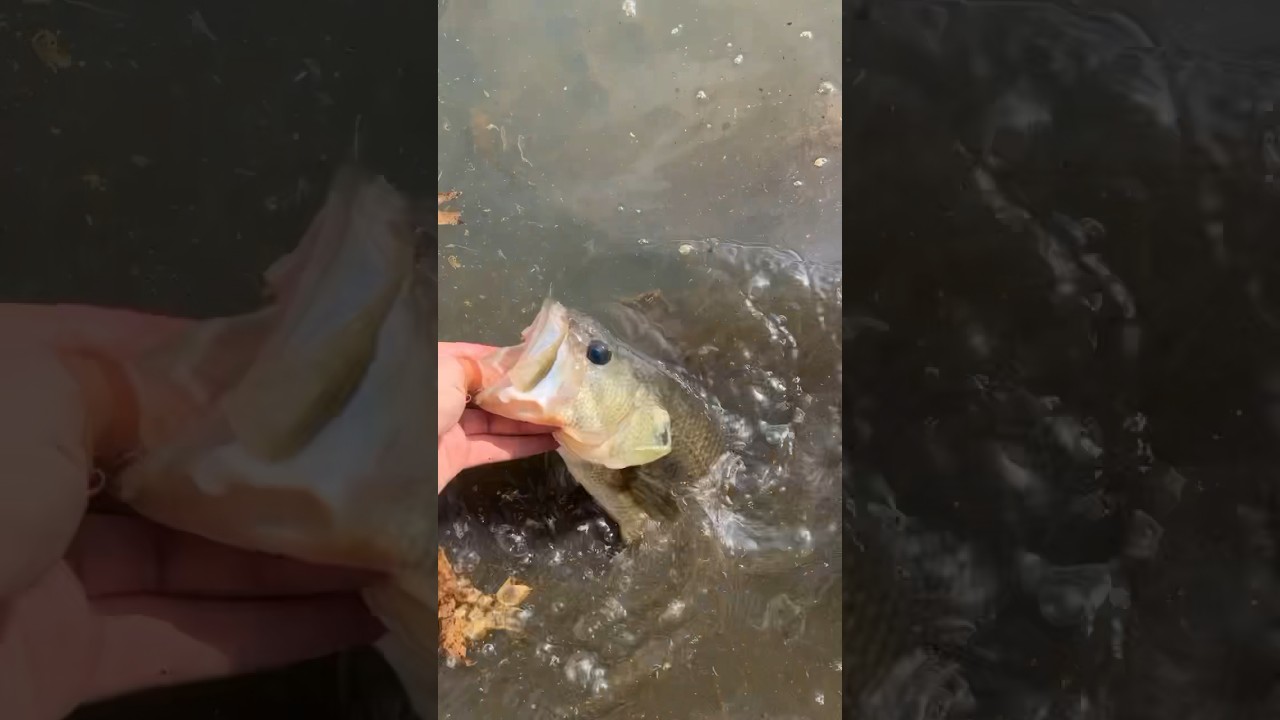 #fishing #fishinglures #fishingmethods #urbanfishing #nycfishing #fish
