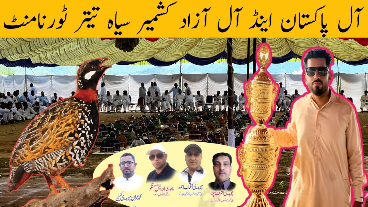 Black Francolin Sound Competition | 300 Kala Teetar Muqabla | Mughal e Azam | Mirpur Vlog