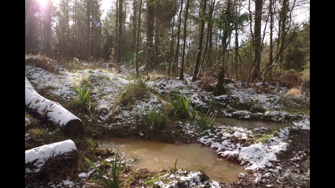 Hiking around Woolaston & Tidenham Chase  Feb 2019 Medium