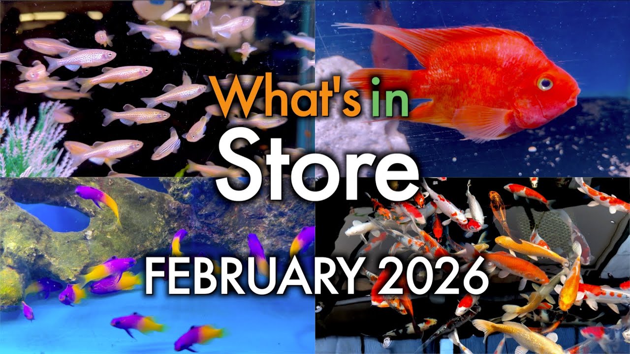 Что нас ждёт в феврале 2026 года?