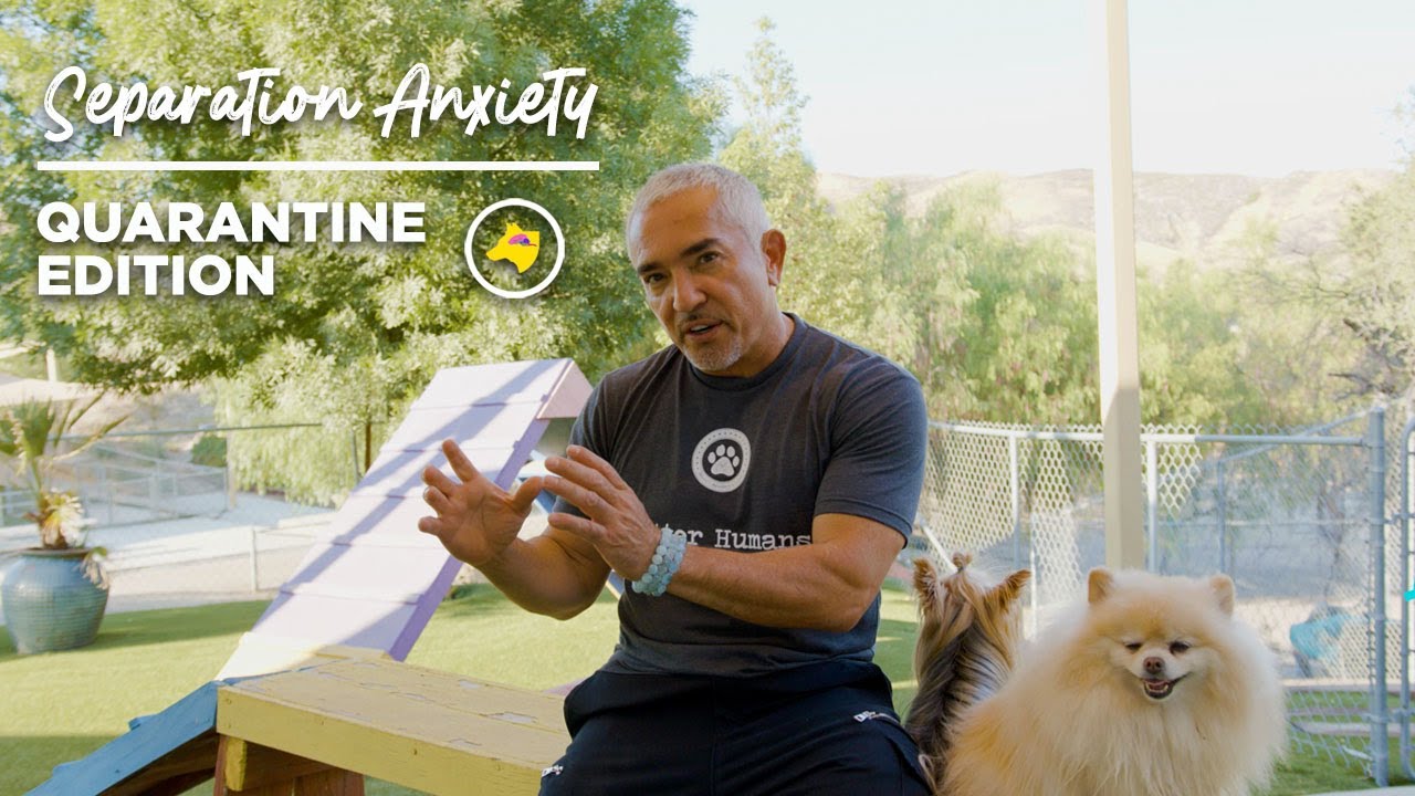 Separation Anxiety: Quarantine Edition | Dog Psychology