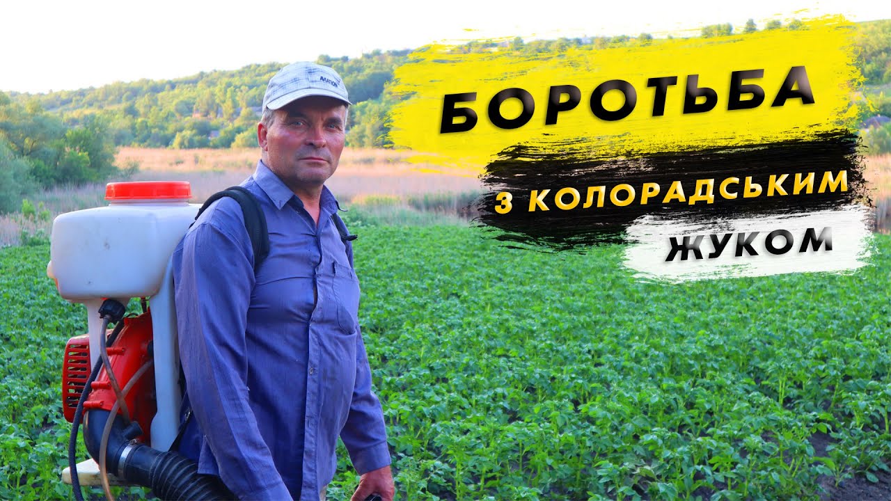 Обприскування картоплі від колорадського жука. Здорова картопля