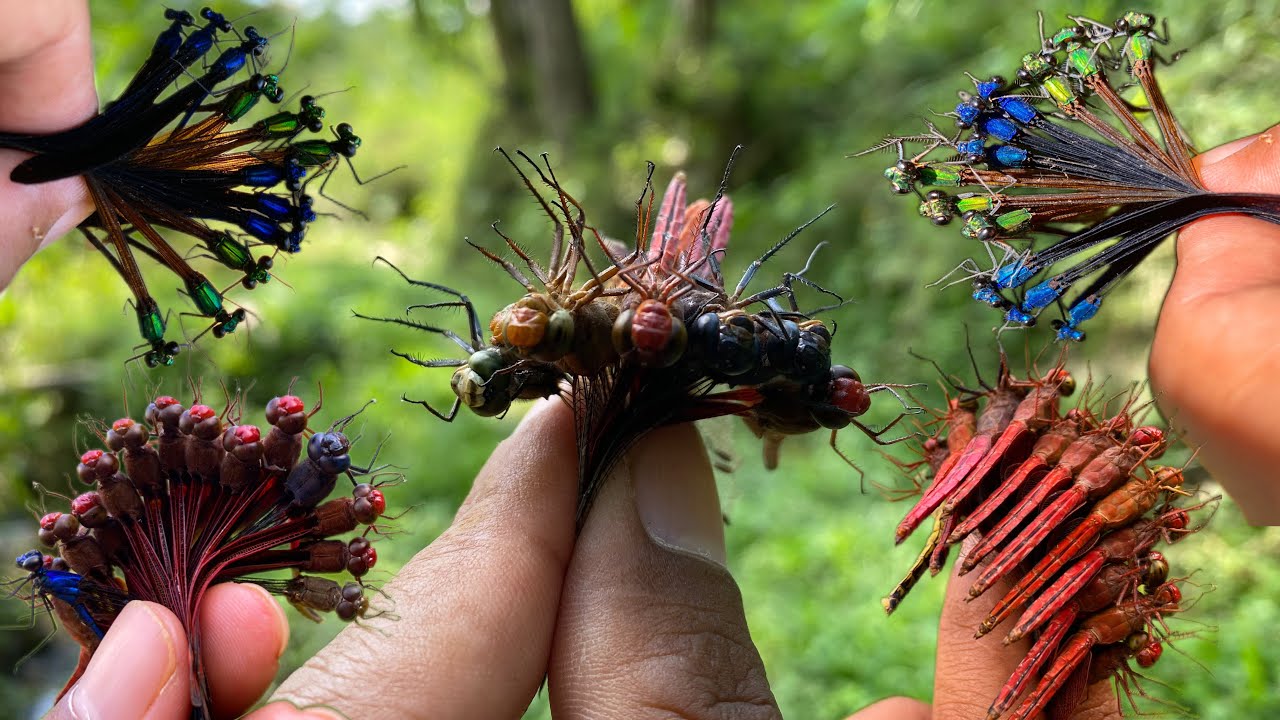 hunting for memories: the adventure of catching dragonflies in nature