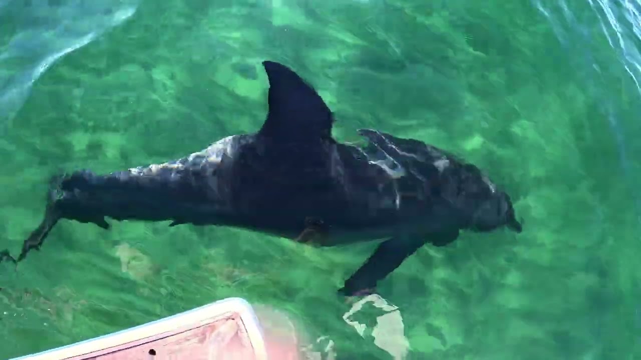 Dolphin