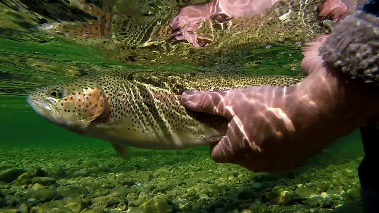 18 14 10 Hannes Dirk Flyfishing Ybbs October