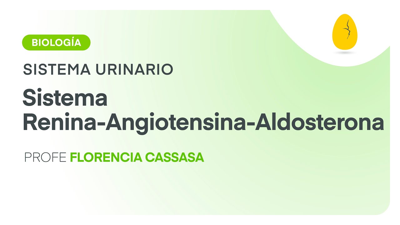 Sistema Renina-Angiotensina-Aldosterona | Biología | Sistema Urinario | V5 | Egg Educación