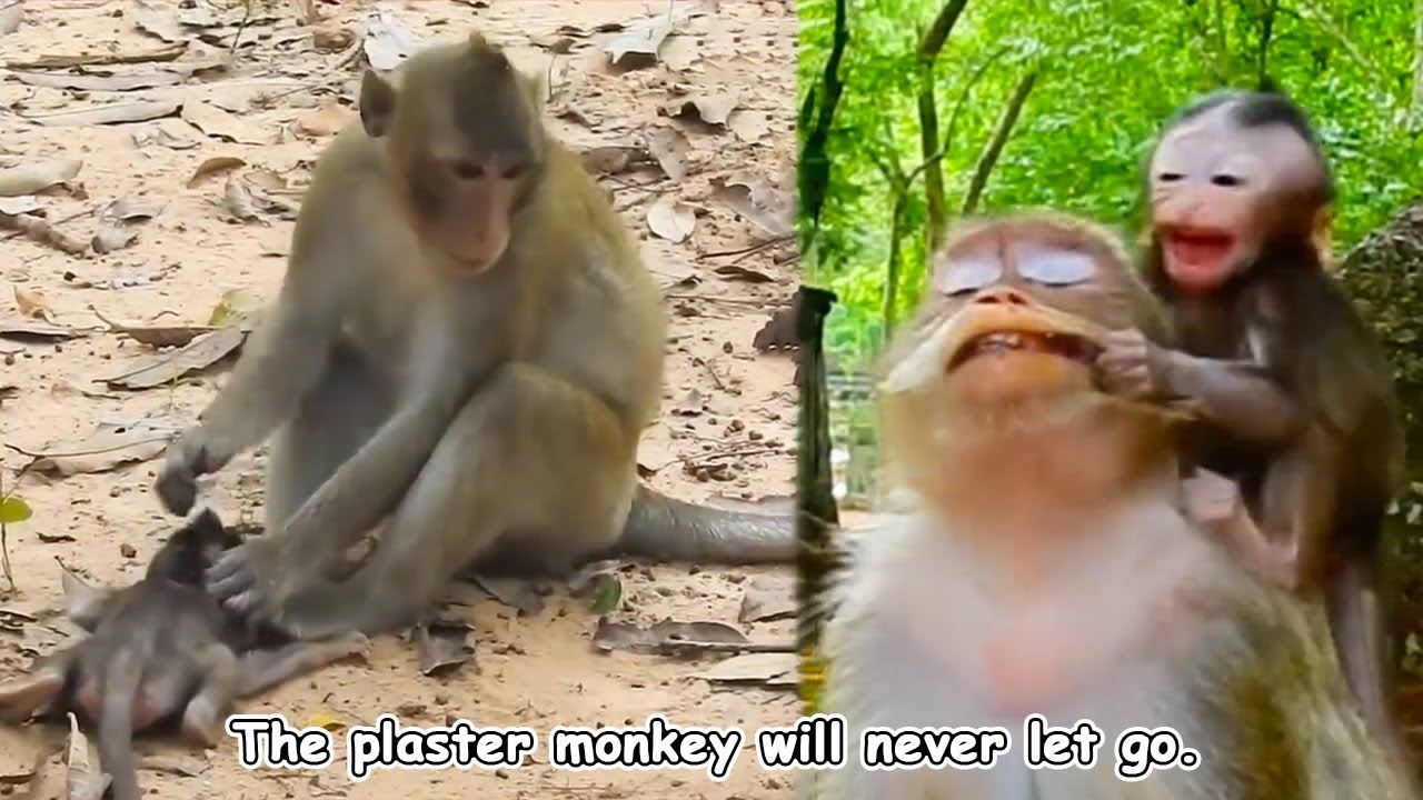 The plaster monkey is like a demon searching for a host; you can't shake it off!