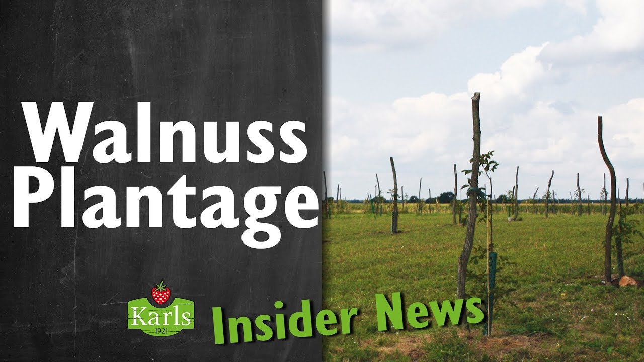 Neuigkeiten von der Walnuss-Plantage - Insider News | Karls Erlebnis-Dorf