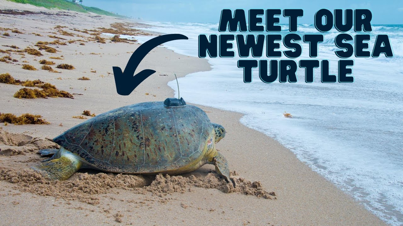 Meet Our Newest Sea Turtle!