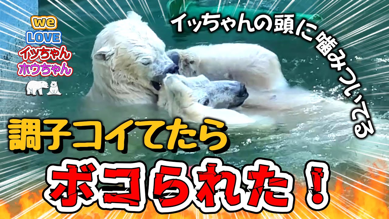 【イッちゃんホウちゃん】ホウちゃんがイッちゃんの頭に噛みついて調子コイてたら、後でイッちゃんにボコられました～(汗)　見た人が皆元気になれる動画です。