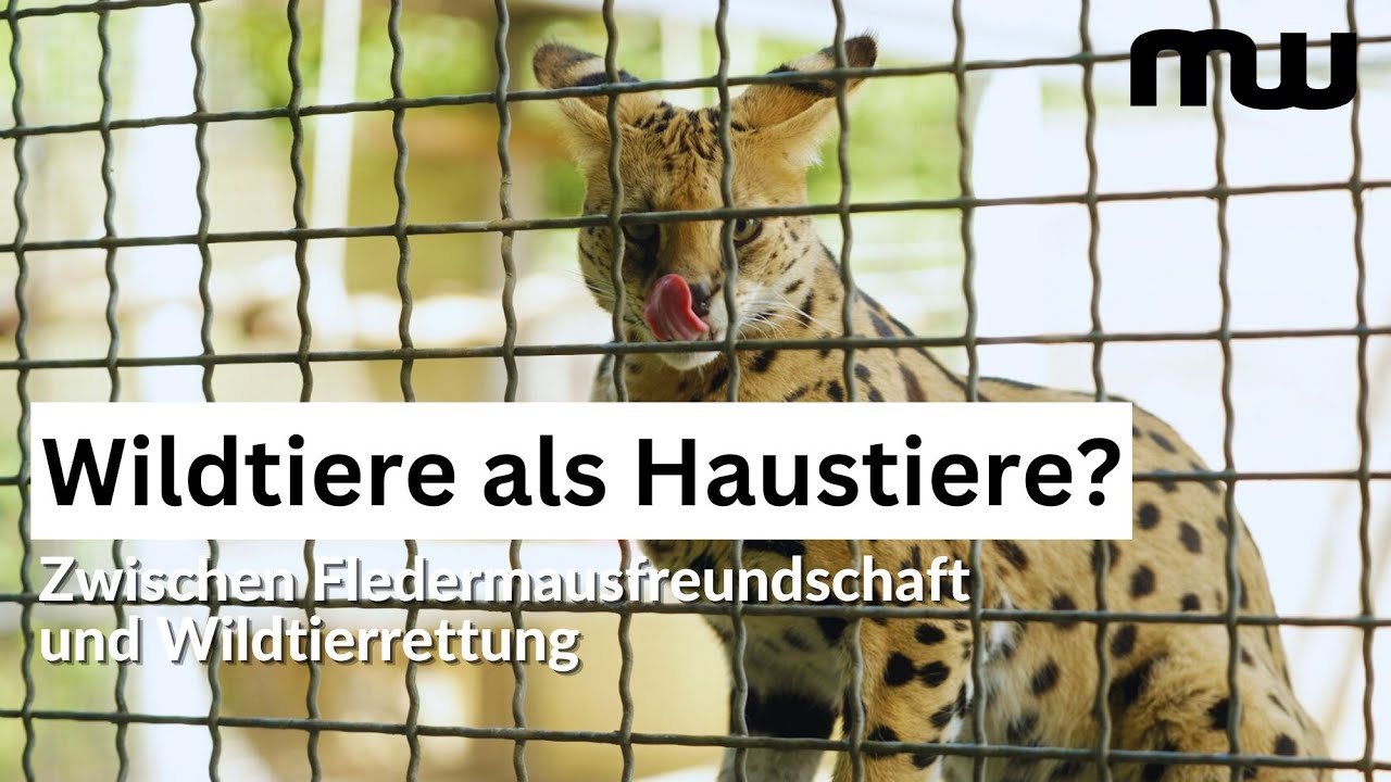 Wahre Wildtierliebe - Zwischen Fledermausfreundschaft und Raubkatzenrettung