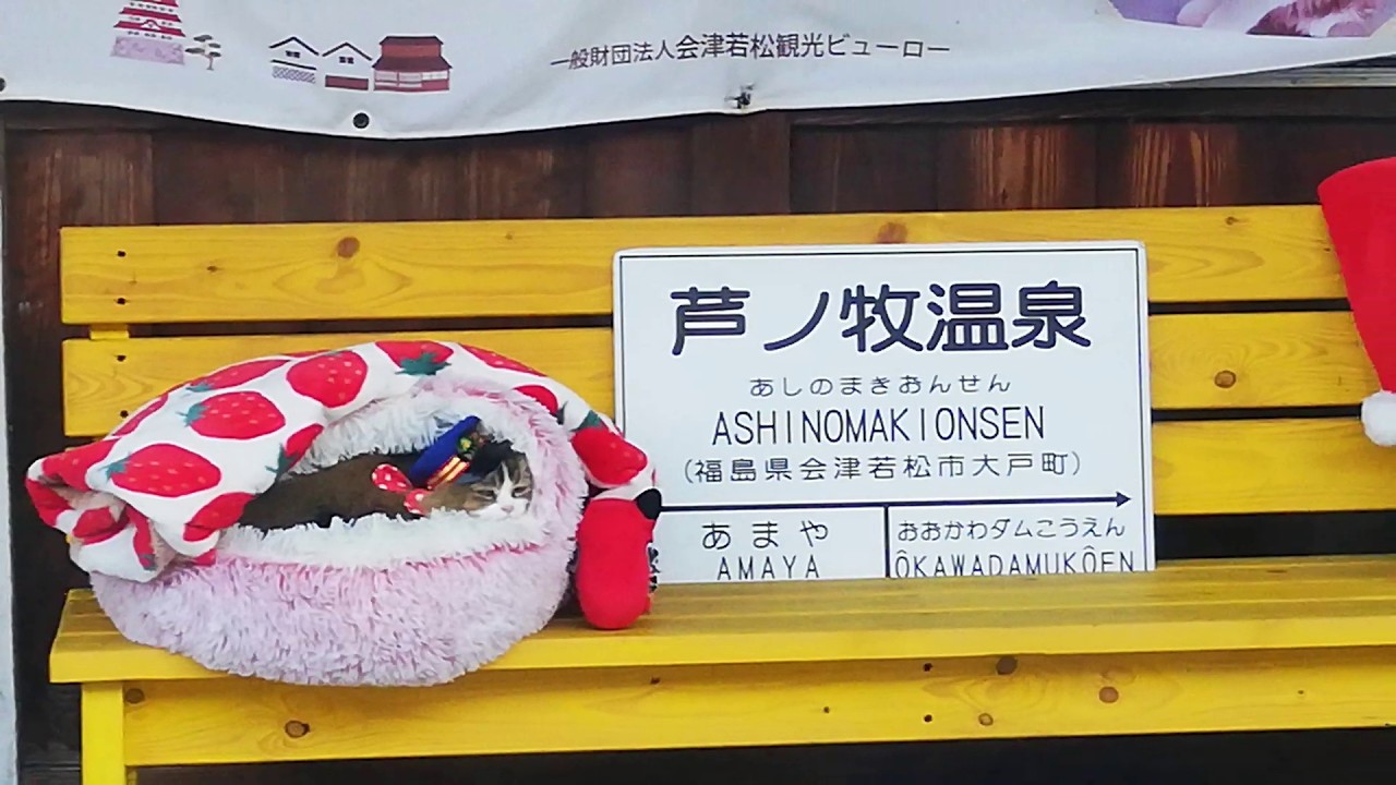 【猫駅長(駅員)は】芦ノ牧温泉駅の猫駅長さんである、さくらちゃんにホームでお見送りをしてもらってきたでござるよ【撮影禁止】