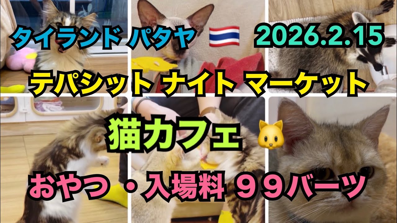2026.2.15 🇹🇭 #タイ #パタヤ #猫カフェ #猫 #猫動画 #猫好き #アライグマ #動物 #可愛い猫 #餌やり #買い物  #ペットショップ #thailand #pattaya 