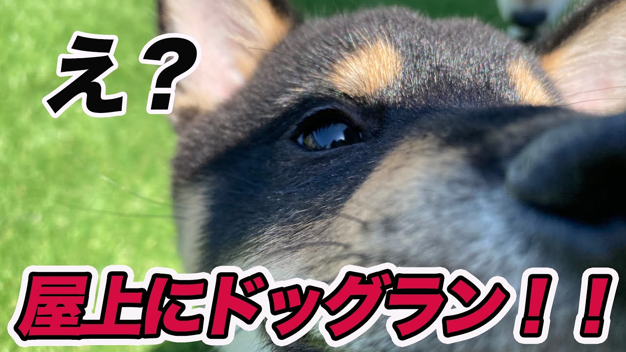 SLドッグラン完成！！会社の屋上に作ってしまいました（＾＾）