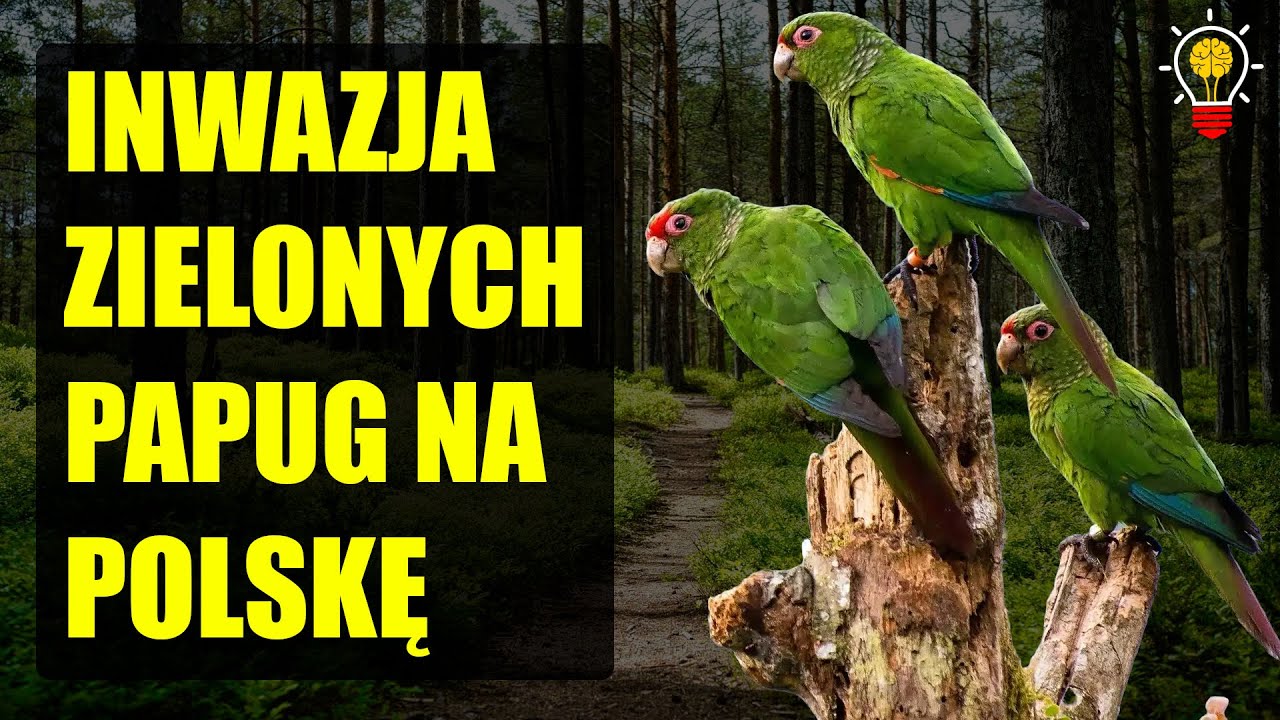 Coraz więcej zielonych papug w Polsce | Niszczą Polskie ptaki| Efekty braku 