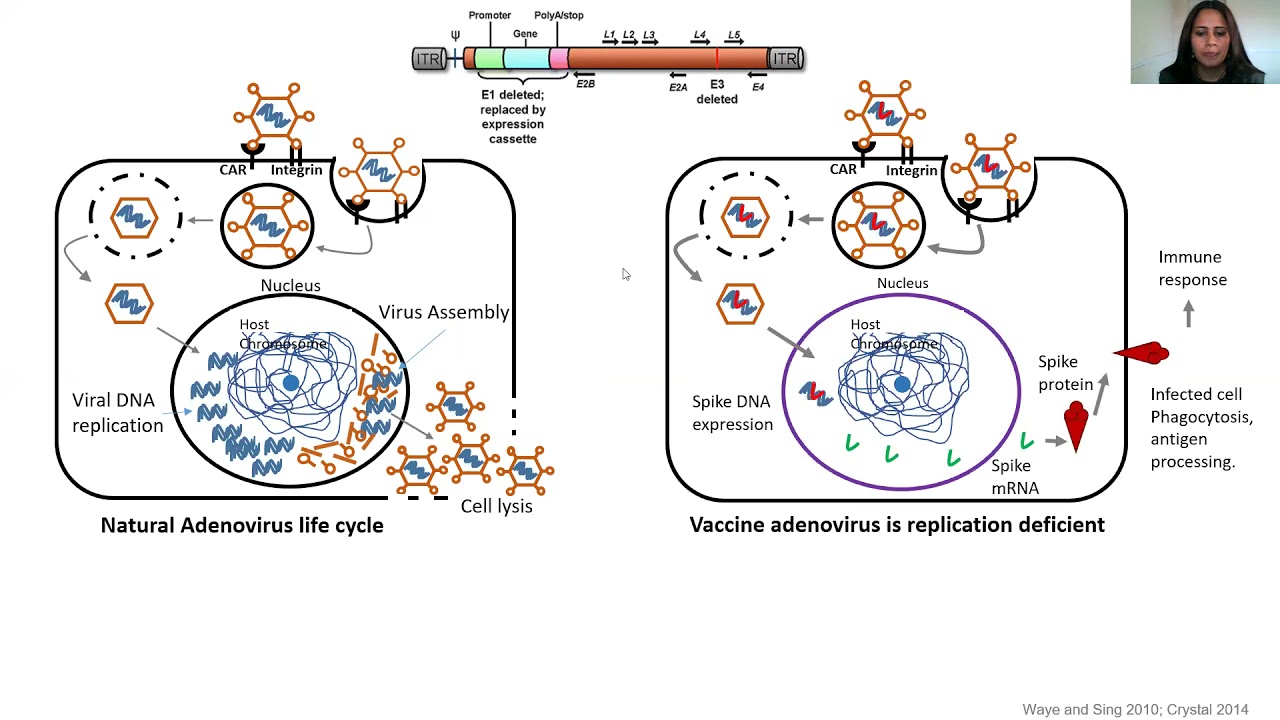 Inactivated vaccine vs Adenoviral DNA vaccine vs mRNA vaccine
