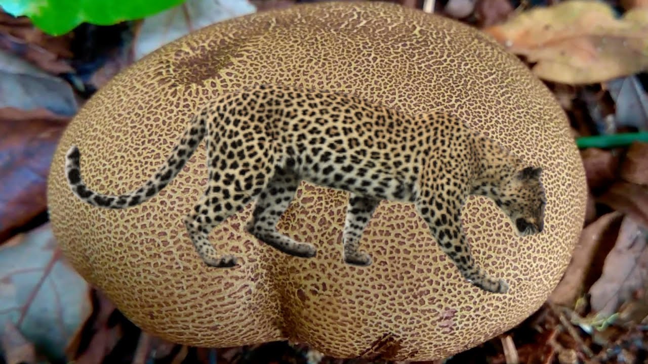 Leopard mushroom ?