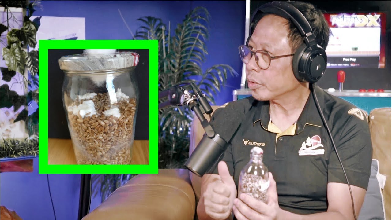Mushroom Growing Guide: The Inoculation of The Grain